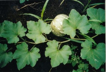 Cucurbita sp. fruiting branch Ⓒ Maundu, 2012 Cucurbita sp. fruiting branch Ⓒ Maundu, 2012