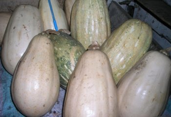 Cucurbita spp. fruits in Kitui, Kenya. Ⓒ Maundu, 2001 Cucurbita spp. fruits in Kitui, Kenya. Ⓒ Maundu, 2001