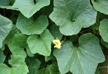 Curcubita sp. leaves and flower Ⓒ Maundu, 2022 Curcubita sp. leaves and flower Ⓒ Maundu, 2022