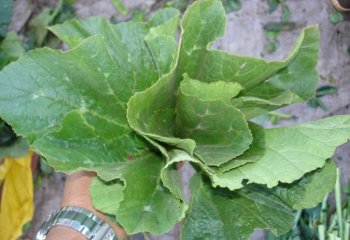 Harvested Cucurbita sp. leaves. © Maundu, 2021 Harvested Cucurbita sp. leaves. © Maundu, 2021