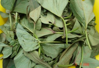 Harvested sweet potato leaves. © Maundu, 2006 Harvested sweet potato leaves. © Maundu, 2006