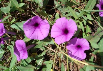 Ipomoea aquatica, Soroti, Uganda Ⓒ P Maundu, 2012 Ipomoea aquatica, Soroti, Uganda Ⓒ P Maundu, 2012