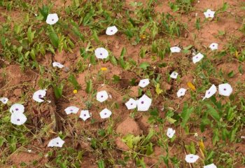 Ipomoea mombassana at the end of the crop season, Kitui, Kenya. © Maundu, 2022 Ipomoea mombassana at the end of the crop season, Kitui, Kenya. © Maundu, 2022