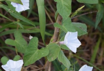 Ipomoea mombassana flowering branch © Maundu, 2022 Ipomoea mombassana flowering branch © Maundu, 2022