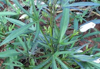 Narrow-leaved form preferred as vegetable in Lushoto, Tanzania. © Maundu, 2006 Narrow-leaved form preferred as vegetable in Lushoto, Tanzania. © Maundu, 2006