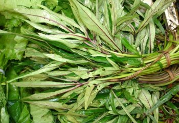 Narrow-leaved form sold in bundles. Morogoro, Tanzania. © Maundu 2006 Narrow-leaved form sold in bundles. Morogoro, Tanzania. © Maundu 2006