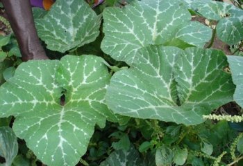 Pumpkin leaves (Cucurbita moschata). Ⓒ Maundu, 2022 Pumpkin leaves (Cucurbita moschata). Ⓒ Maundu, 2022