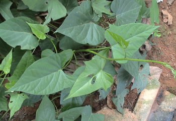 Sweet potato (Ipomoea batatas) foliage. © Maundu, 2016 Sweet potato (Ipomoea batatas) foliage. © Maundu, 2016