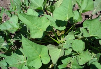 Sweet potato -broad leaved form. © Maundu 2006 Sweet potato -broad leaved form. © Maundu 2006