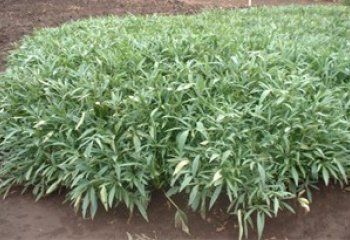 Sweet potato grown on a heap of soil primarily as a source of leaves. Tanzania. © Maundu, 2006. Sweet potato grown on a heap of soil primarily as a source of leaves. Tanzania. © Maundu, 2006.