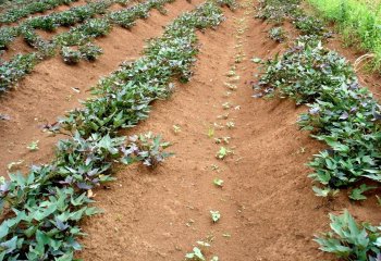 Sweet potato grown on ridges in a furrow system, Kisa, Western Kenya. © Maundu, 2005 Sweet potato grown on ridges in a furrow system, Kisa, Western Kenya. © Maundu, 2005
