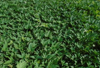 Sweet potato grown on well-ploughed level ground, Kobi, Kamashi, Ethiopia. Ⓒ Y. Morimoto, 2014 Sweet potato grown on well-ploughed level ground, Kobi, Kamashi, Ethiopia. Ⓒ Y. Morimoto, 2014
