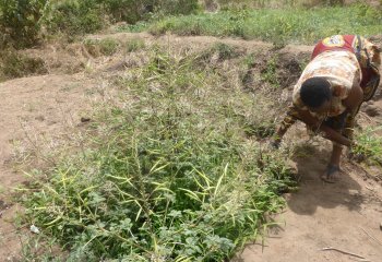 A Lady hand-weeding her Cleome seed plants, Kitui, Kenya. Ⓒ Maundu 2010 A Lady hand-weeding her Cleome seed plants, Kitui, Kenya. Ⓒ Maundu 2010