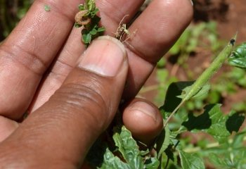 A brown caterpillar on the Makueni plant Ⓒ Maundu 2014 A brown caterpillar on the Makueni plant Ⓒ Maundu 2014