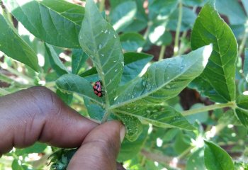 A ladybird feeding on aphids Myzus persicae underneath a cleome leaf. Ⓒ Maundu 2014 A ladybird feeding on aphids Myzus persicae underneath a cleome leaf. Ⓒ Maundu 2014