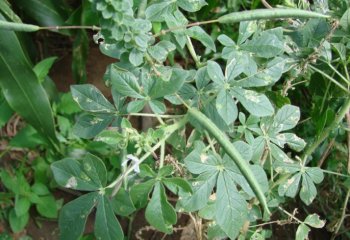 An East African coastal variety with narrow capsules. Ⓒ Maundu 2008 An East African coastal variety with narrow capsules. Ⓒ Maundu 2008