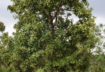 Avocado (Persea Americana) tree in Vihiga Ⓒ P Maundu, 2021 Avocado (Persea Americana) tree in Vihiga Ⓒ P Maundu, 2021