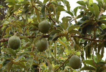 Avocado fruit. Ⓒ Maundu, 2021 Avocado fruit. Ⓒ Maundu, 2021