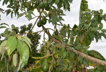 Avocado fruiting branch Ⓒ P Maundu, 2021 Avocado fruiting branch Ⓒ P Maundu, 2021