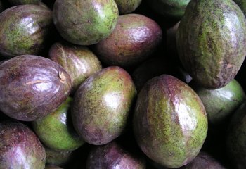 Avocado fruits in Nairobi market, Kenya. Ⓒ Adeka et al., 2001 Avocado fruits in Nairobi market, Kenya. Ⓒ Adeka et al., 2001