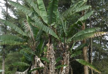 Banana plant in Kitui Kenya. Ⓒ Adeka et al., 2005 Banana plant in Kitui Kenya. Ⓒ Adeka et al., 2005