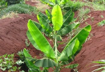 Banana plants planted in trenches. Ⓒ A.A. Seif Banana plants planted in trenches. Ⓒ A.A. Seif