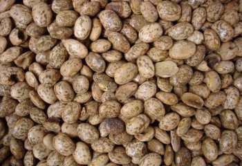 Bean-Mwitemania' Katumbuka - Machakos, Kenya. â’¸ Maundu, 2005 Bean-Mwitemania' Katumbuka - Machakos, Kenya. â’¸ Maundu, 2005