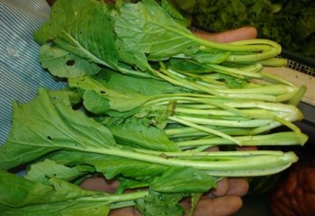 Bok choi or Pok choi- Brassica rapa. Kenya. © Maundu et al. 2007 Bok choi or Pok choi- Brassica rapa. Kenya. © Maundu et al. 2007