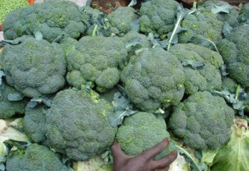 Broccoli (Brassica oleracea (Italica group) in Nairobi, Kenya. â’¸ Adeka et al., 2005 Broccoli (Brassica oleracea (Italica group) in Nairobi, Kenya. â’¸ Adeka et al., 2005