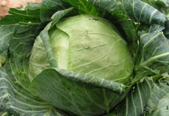 Cabbage (Brassica oleracea (Capitata Group), Riana variety, Kenya â’¸ Adeka et al., 2005 Cabbage (Brassica oleracea (Capitata Group), Riana variety, Kenya â’¸ Adeka et al., 2005