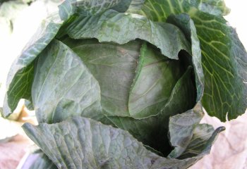Cabbage at a Kenyan market - Amingo type. © Maundu et al., 2006 Cabbage at a Kenyan market - Amingo type. © Maundu et al., 2006