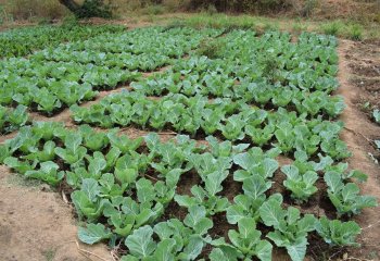 Cabbage grown in sunken beds and zai pits during the dry season in Migwani, Kitui, Kenya. © Maundu, 2021 Cabbage grown in sunken beds and zai pits during the dry season in Migwani, Kitui, Kenya. © Maundu, 2021