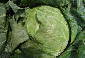 Cabbage, Globe master variety at a grocery store in Kenya. © Maundu et al., 2007 Cabbage, Globe master variety at a grocery store in Kenya. © Maundu et al., 2007
