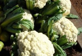 Cauliflower (Brassica oleracea (Botrytis Group). © Pankaj Oudhia (Courtesy of EcoPort, www.ecoport.org Cauliflower (Brassica oleracea (Botrytis Group). © Pankaj Oudhia (Courtesy of EcoPort, www.ecoport.org