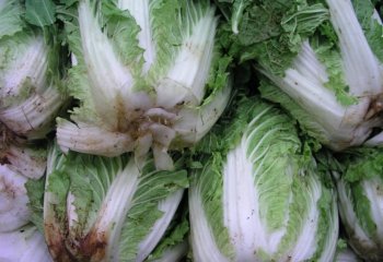 Chinese cabbage B. rapa, Kenya â’¸ Adeka et al., 2005. Chinese cabbage B. rapa, Kenya â’¸ Adeka et al., 2005.