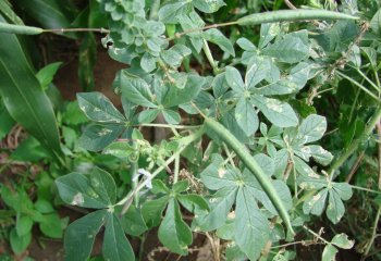Cleome gynandra cultivar in the Kenyan Coast. Ⓒ Maundu 2008 Cleome gynandra cultivar in the Kenyan Coast. Ⓒ Maundu 2008