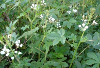 Cleome gynandra grown as a vegetable near Entebbe, Uganda.Ⓒ Maundu, 2008 Cleome gynandra grown as a vegetable near Entebbe, Uganda.Ⓒ Maundu, 2008