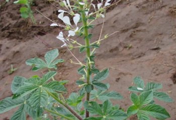 Cleome gynandra plant. Kitui, Kenya.© Maundu, 2010 Cleome gynandra plant. Kitui, Kenya.© Maundu, 2010