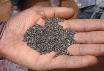 Cleome seed.Ⓒ Maundu 2010 Cleome seed.Ⓒ Maundu 2010