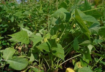 Common beans (Phaseolus vulgaris). â’¸ Maundu, 2014 Common beans (Phaseolus vulgaris). â’¸ Maundu, 2014