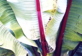 False banana, Ensete ventricosum. © Bekele-Tesemma, A. 2007 False banana, Ensete ventricosum. © Bekele-Tesemma, A. 2007