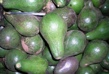 Fuerte Avocado variety ⒸPatrick Maundu 2021 Fuerte Avocado variety ⒸPatrick Maundu 2021