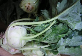 Kohlrabi, Brassica oleracea (Gongylodes Group), at a grocery store in Kenya. Adeka et al., 2007 Kohlrabi, Brassica oleracea (Gongylodes Group), at a grocery store in Kenya. Adeka et al., 2007