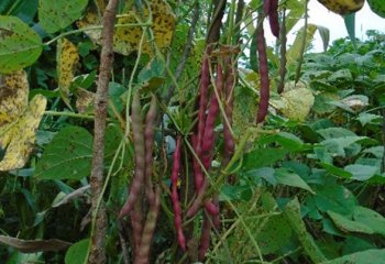 Phaseolus vulgaris plant with pods â’¸ Maundu, 2014. Phaseolus vulgaris plant with pods â’¸ Maundu, 2014.