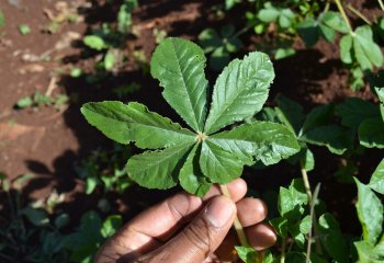 Predominantly seven-leaflet spiderplant(Cleome gynandra)in Makueni, Kenya. Ⓒ Maundu 2014 Predominantly seven-leaflet spiderplant(Cleome gynandra)in Makueni, Kenya. Ⓒ Maundu 2014