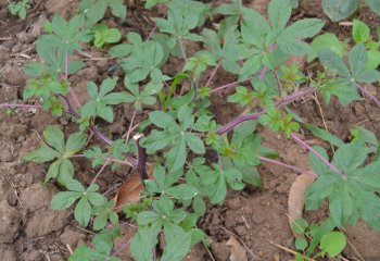Purple stemmed variety in Makueni, eastern Kenya. Ⓒ Maundu, 2014 Purple stemmed variety in Makueni, eastern Kenya. Ⓒ Maundu, 2014