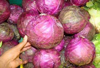 Red cabbage (Brassica oleracea (Capitata Group) in Kenya. â’¸ Maundu, 2005 Red cabbage (Brassica oleracea (Capitata Group) in Kenya. â’¸ Maundu, 2005