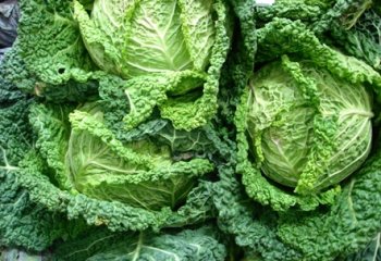 Savoy cabbage, Kenya. © Maundu, 2006 Savoy cabbage, Kenya. © Maundu, 2006