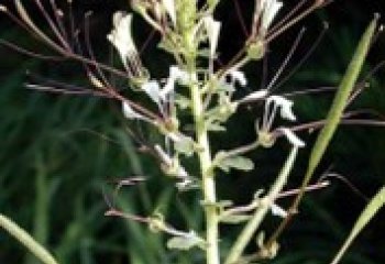 Spiderplant flower (Cleome gynandra). Ⓒ Courtesy EcoPort Spiderplant flower (Cleome gynandra). Ⓒ Courtesy EcoPort