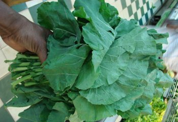 Sukuma wiki (kale) in a market in Kenya. © Maundu, 2007 Sukuma wiki (kale) in a market in Kenya. © Maundu, 2007